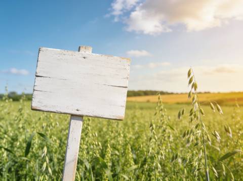 A green oat field under open sky
