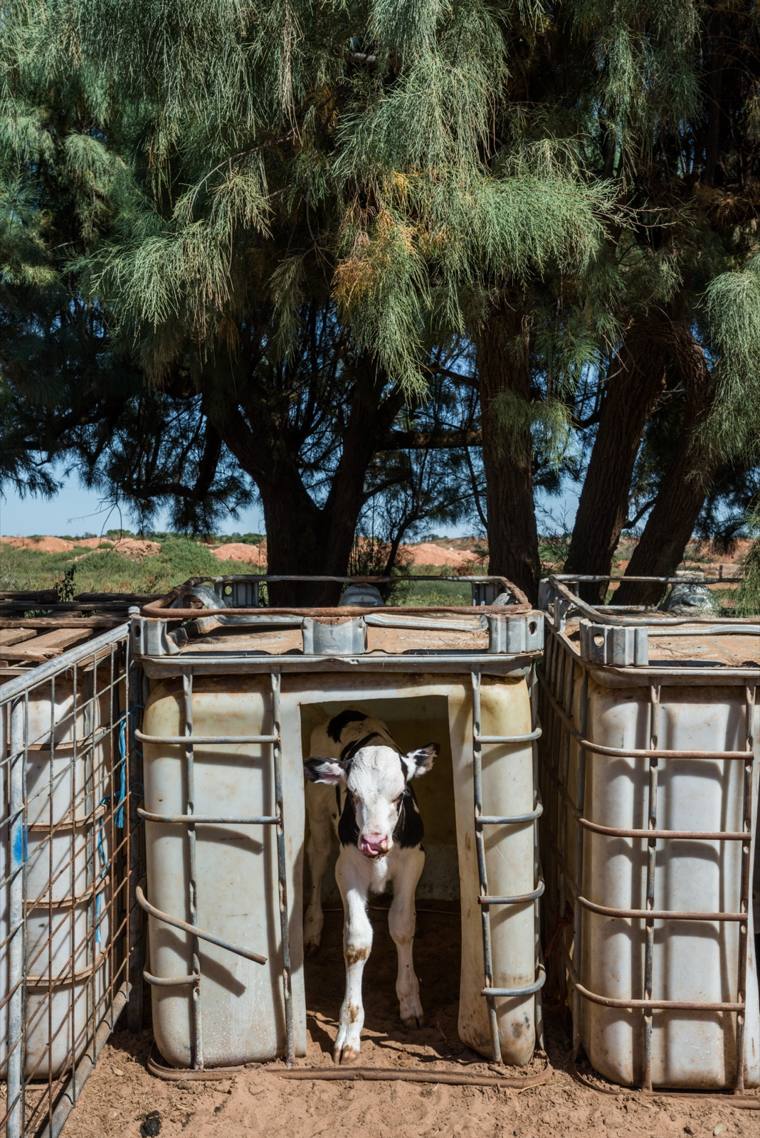 A young black and white calf standing alone inside a plastic hutch on a dairy farm