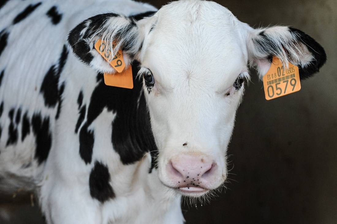 A black and white calf with numbered ear tags looking directly into the camera from inside a dairy farm