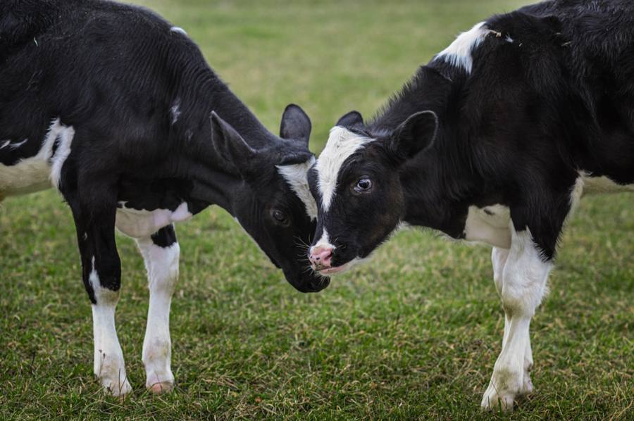 Two rescued calves gently touching heads in a sanctuary meadow