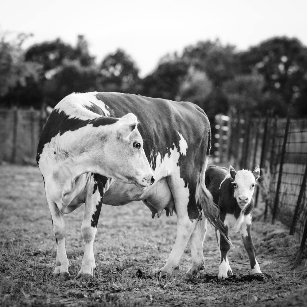 A rescued dairy cow standing in a pasture with her calf close by her side