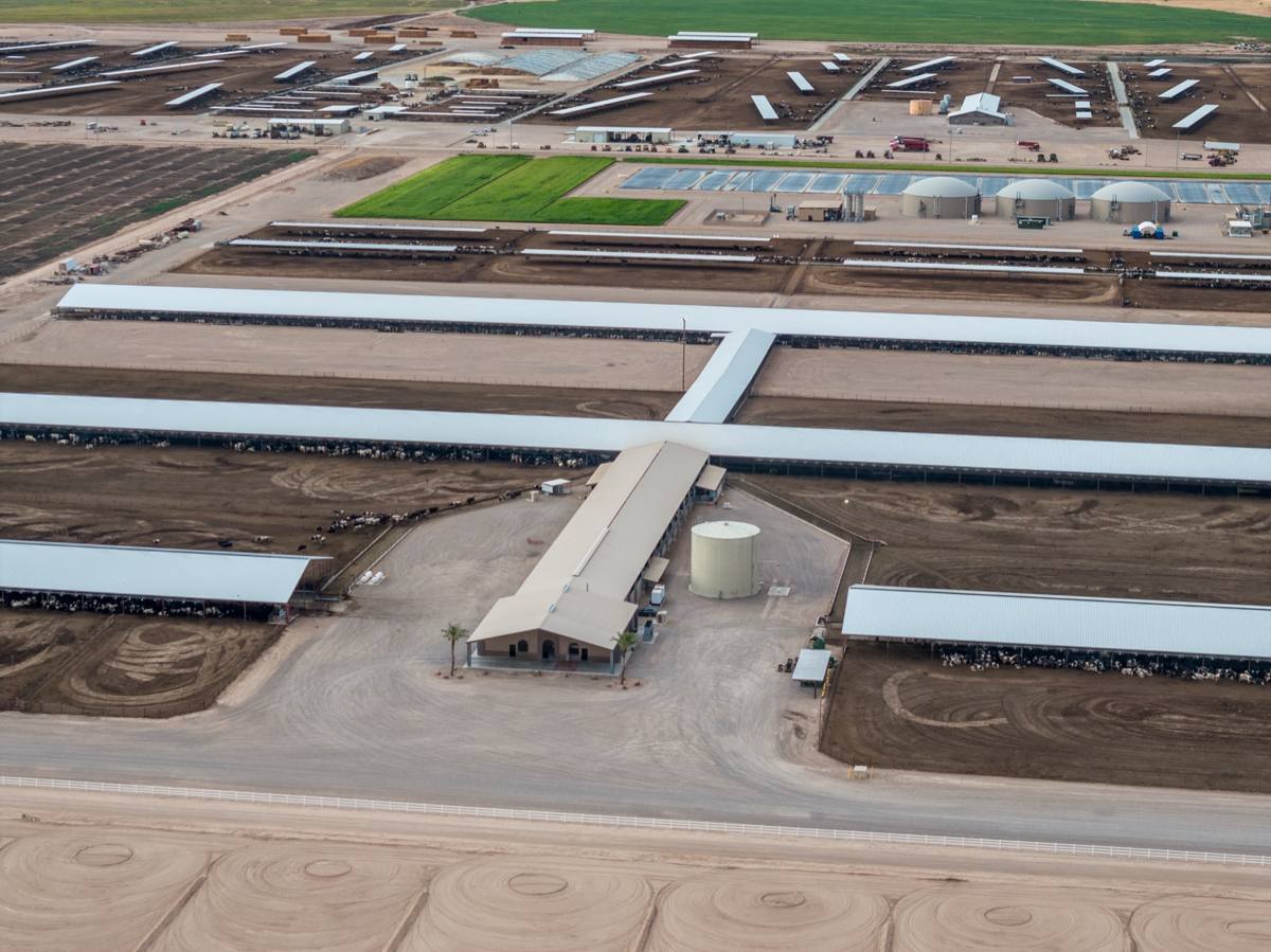Aerial view of a vast desert dairy farm: long barns, feed silos and bare dirt pens stretching to the horizon