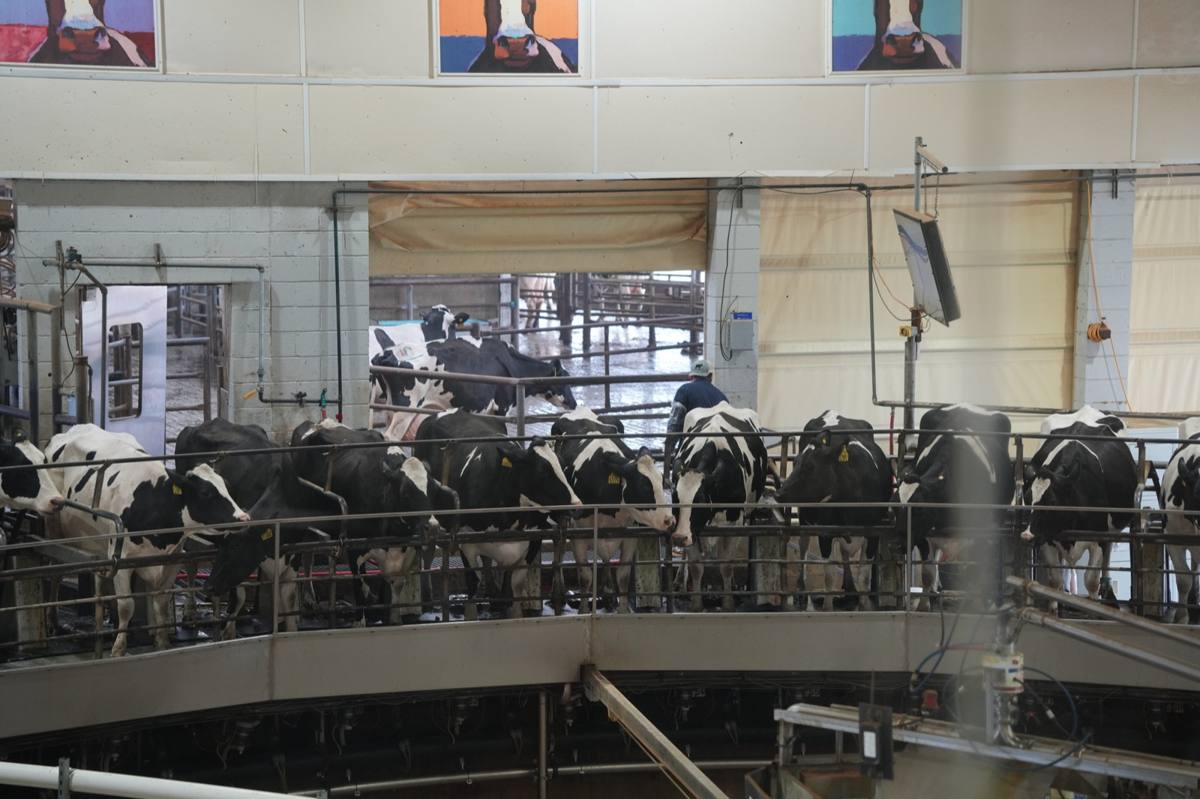 Holstein cows standing in stalls on a rotating mechanical milking platform at a large dairy farm