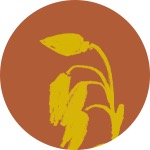 Chobani 包装