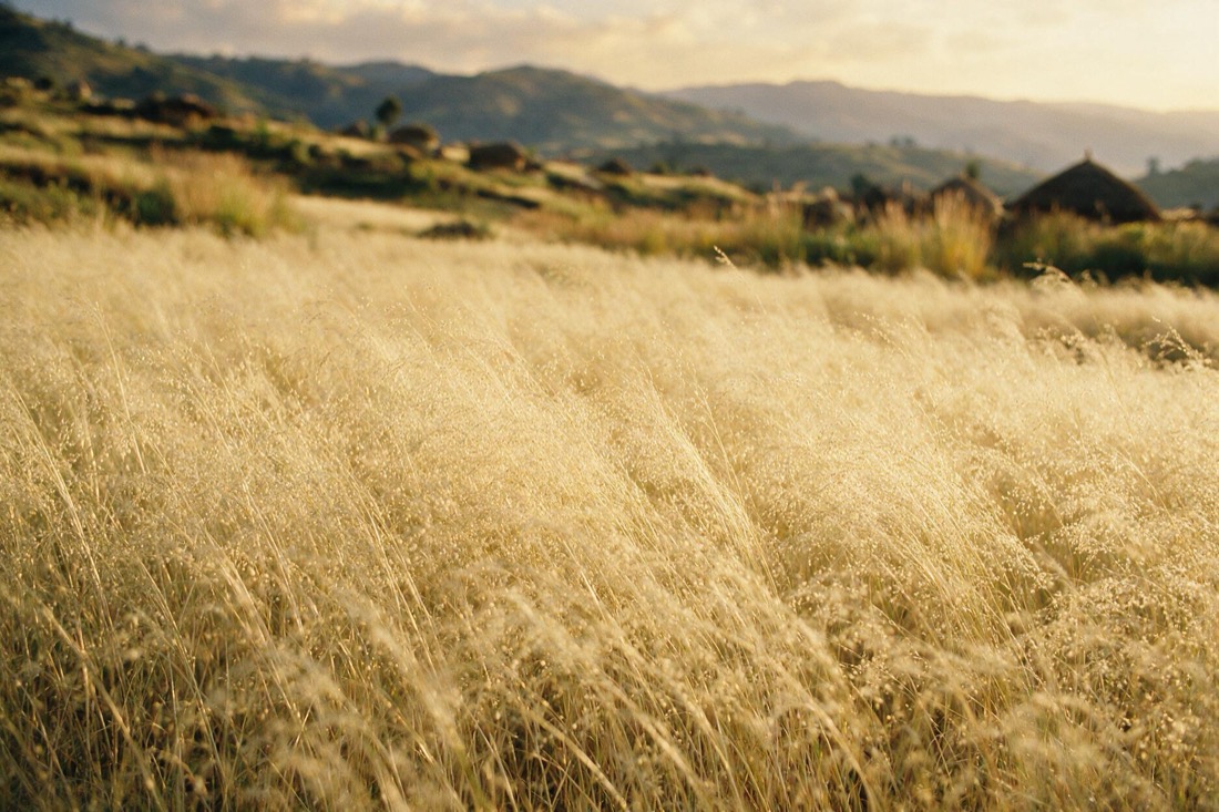 Leite de Teff — a planta da qual ele vem, crescendo